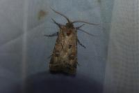 Agrotis bigramma