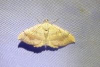 Camptogramma bilineata