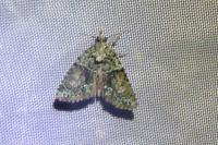 Cryphia algae