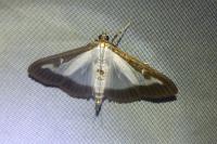 Cydalima perspectalis