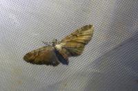 Eupithecia icterata