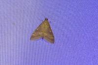 Ostrinia nubilalis