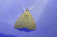 Ostrinia nubilalis