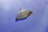 Laspeyria flexula