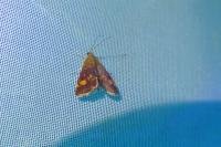 Pyrausta aurata