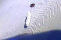 Yponomeuta
