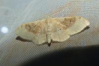 Idaea degeneraria