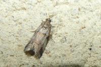 Acrobasis