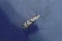 Scythropia crataegella