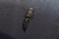 Scythropia crataegella