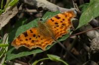 Polygonia c-album