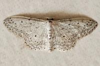 Idaea seriata