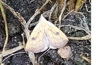 Rivula sericealis