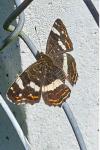 Araschnia levana