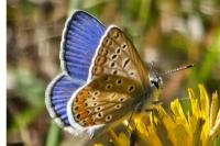 Polyommatus icarus