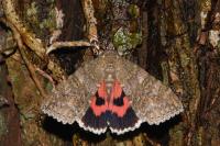 Catocala nupta