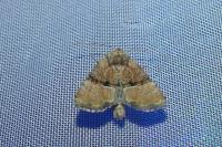 Mesoligia furuncula