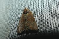 Mesoligia furuncula