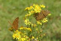 Argynnis paphia