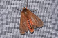 Phragmatobia fuliginosa