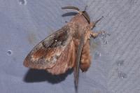 Dendrolimus pini