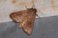 Mythimna albipuncta