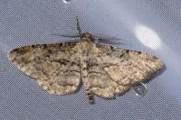 Peribatodes rhomboidaria