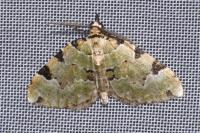 Colostygia pectinataria