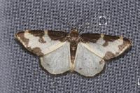 Lomaspilis marginata