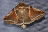 Habrosyne pyritoides