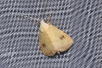 Rivula sericealis