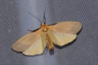Lithosia quadra