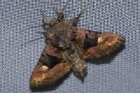 Euplexia lucipara