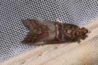 Acrobasis advenella