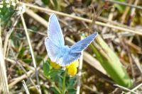 Lysandra bellargus