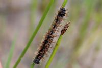 Nymphalis polychloros