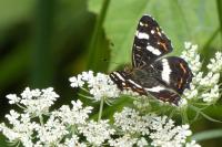 Araschnia levana
