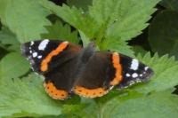 Vanessa atalanta