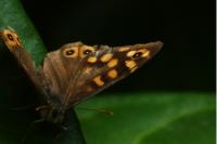 Pararge aegeria