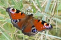 Aglais io