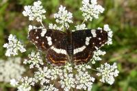 Araschnia levana