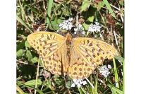 Argynnis paphia