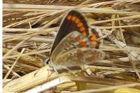 Aricia agestis