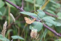 Ematurga atomaria