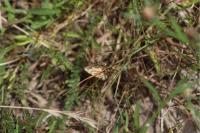 Ematurga atomaria