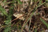 Ematurga atomaria