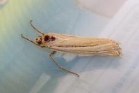 Ancylolomia tentaculella