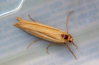 Ancylolomia tentaculella