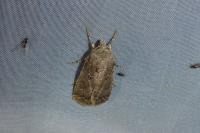 Agrotis bigramma