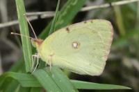 Colias crocea